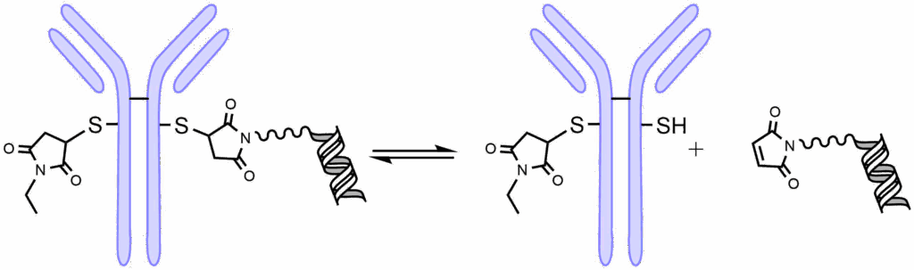 Retro-Michael conversion showing the reversibility of the maleimide thioether