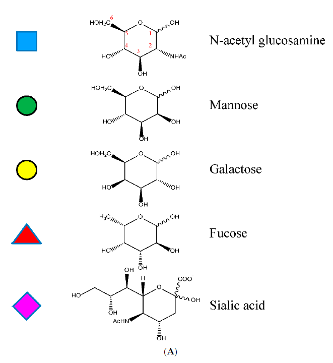 Fig 2 A of glycans and sugars off Asn297