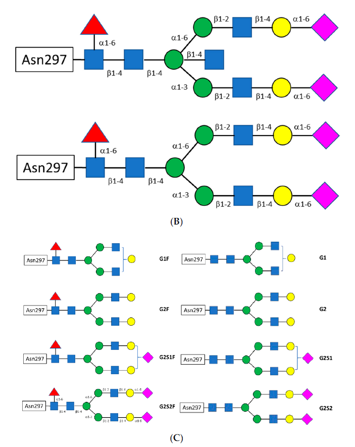 Fig 2 B and C of bi and tri antennary glycans and variations