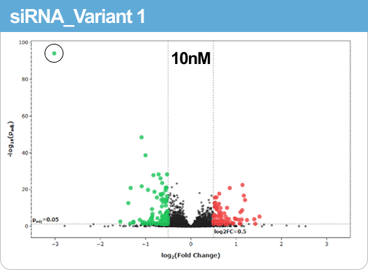 siRNA Variant 1