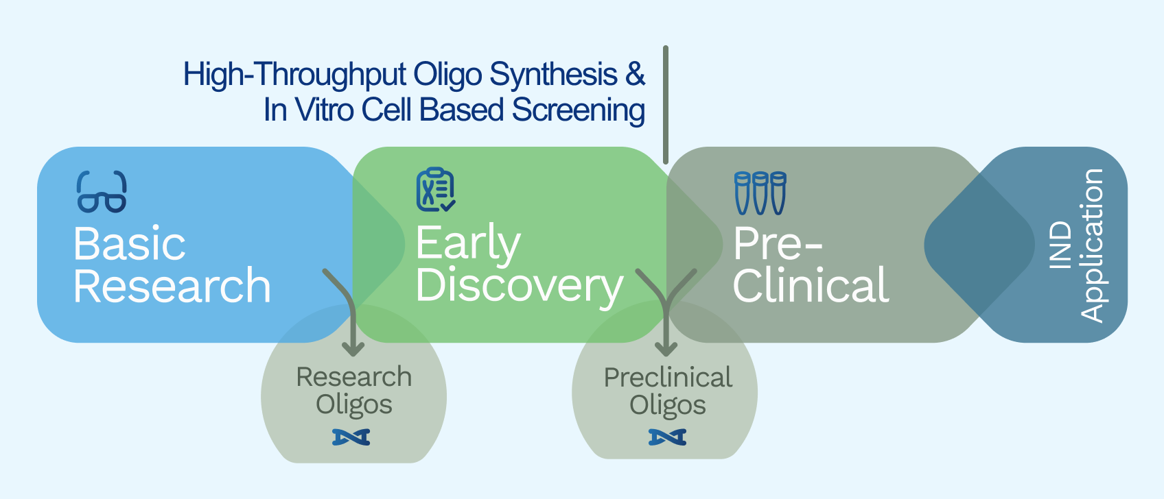 Oligo development stages: HT Synthesis and In Vitro screening from basic research to early discovery and large scale oligos for pre-clinical.