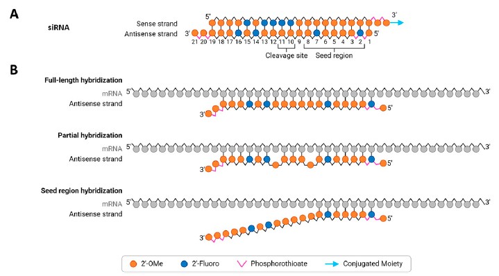 Hybridization-dependent off-target mechanisms for siRNAs