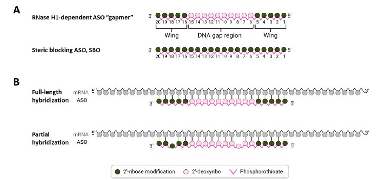 Hybridization-dependent off-target mechanisms for antisense oligonucleotides