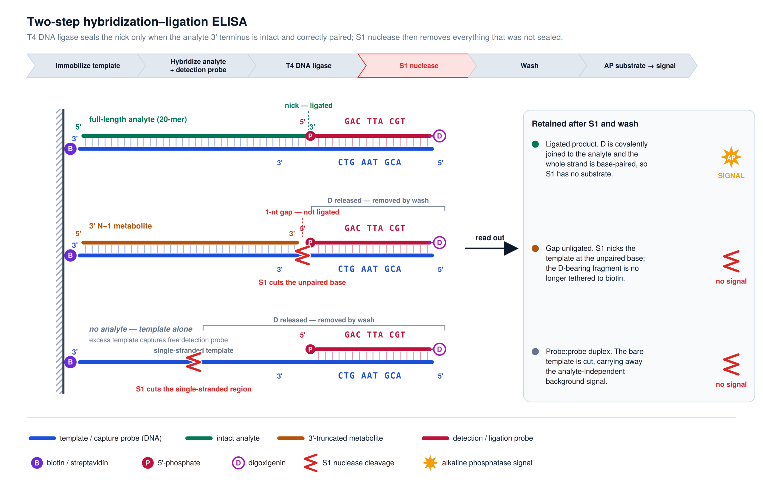 Two-step hybridization-ligation ELISA workflow showing T4 DNA ligase sealing the nick for full-length analyte and S1 nuclease removing unligated and analyte-independent complexes