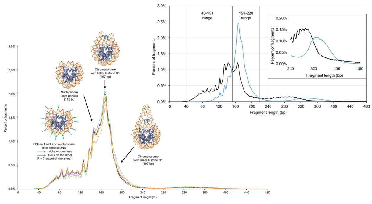 Size distribution of cell-free DNA from seven healthy individuals, with nucleosome and chromatosome crystal structures and an inset comparing a healthy donor with a cancer patient