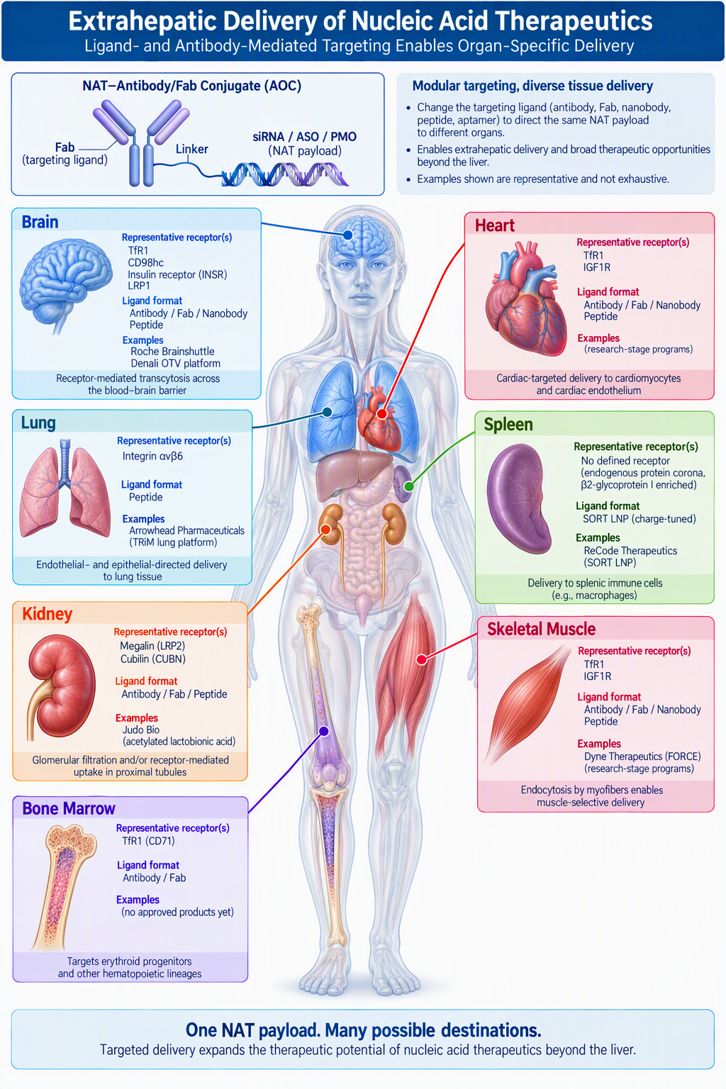 Extrahepatic delivery of nucleic acid therapeutics